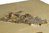 Rare Fossil Caiman (Tsoabichi) Upper Skull with Fish - Wyoming #299741-10